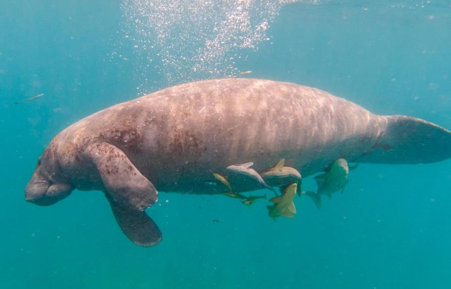 Hallan muerta a manatí Juanita en el río La Isabela